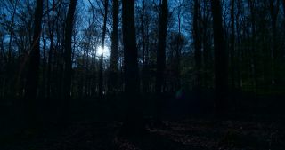 Link to Video | full moon, tree, Saarland, Germany, time-lapse photography, 4K resolution, phase of the moon, forest