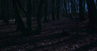 Link to Video | full moon, tree, Saarland, Germany, time-lapse photography, 4K resolution, phase of the moon, forest
