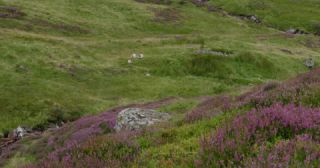Link to Video | Scottish Highlands, landscape, Grampian Mountains, summer, United Kingdom, rural area, Erica, Perth and Kinross, Scotland, 4K resolution, Calluna vulgaris, 2022, Ben Lawers