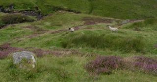 Link to Video | Scottish Highlands, landscape, Grampian Mountains, summer, United Kingdom, rural area, Erica, Perth and Kinross, Scotland, 4K resolution, Calluna vulgaris, 2022, Ben Lawers