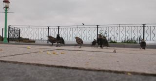 Link to Video | summer, 4K resolution, 2022, seafront