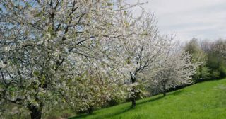 Link zum Video | Färbung bei lebenden Organismen, Saarland, Frühling, Deutschland, 4K, 2022, cherry tree, Kirschblüte