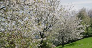 Link zum Video | Färbung bei lebenden Organismen, Saarland, Frühling, Deutschland, 4K, 2022, cherry tree, Kirschblüte