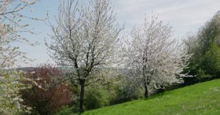 Link zum Video | Färbung bei lebenden Organismen, Saarland, Frühling, Deutschland, 4K, 2022, cherry tree, Kirschblüte