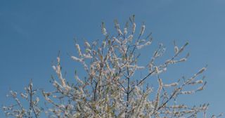 Link zum Video | Färbung bei lebenden Organismen, Saarland, Frühling, Deutschland, 4K, 2022, cherry tree, Kirschblüte