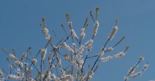 Link zum Video | Färbung bei lebenden Organismen, Saarland, Frühling, Deutschland, 4K, 2022, cherry tree, Kirschblüte