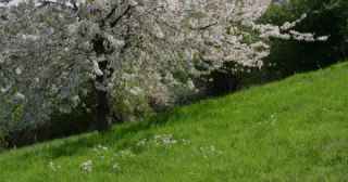 Link zum Video | Färbung bei lebenden Organismen, Saarland, Frühling, Deutschland, 4K, 2022, cherry tree, Kirschblüte