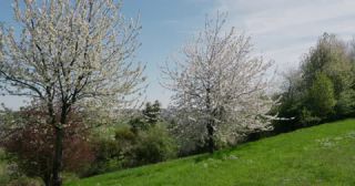 Link zum Video | Färbung bei lebenden Organismen, Saarland, Frühling, Deutschland, 4K, 2022, cherry tree, Kirschblüte