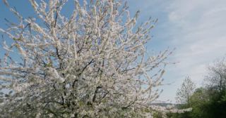 Link zum Video | Färbung bei lebenden Organismen, Saarland, Frühling, Deutschland, 4K, 2022, cherry tree, Kirschblüte