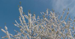 Link zum Video | Färbung bei lebenden Organismen, Saarland, Frühling, Deutschland, 4K, 2022, cherry tree, Kirschblüte