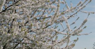 Link zum Video | Färbung bei lebenden Organismen, Saarland, Frühling, Deutschland, 4K, 2022, cherry tree, Kirschblüte