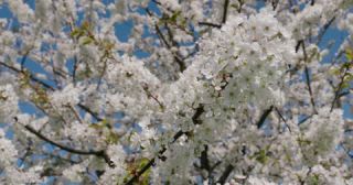 Link zum Video | Färbung bei lebenden Organismen, Saarland, Frühling, Deutschland, 4K, 2022, cherry tree, Kirschblüte