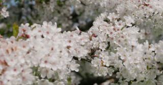 Link to Video | color in nature, Saarland, spring, Germany, 4K resolution, 2022, cherry tree, cherry blossom