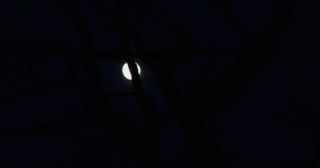 Link to Video | full moon, tree, black, 4K resolution, phase of the moon, 2022