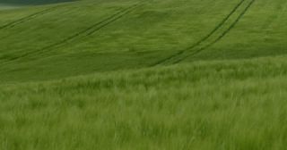 Link to Video | landscape, agriculture, Saarland, spring, rural area, Germany, 4K resolution, 2022, barley, Marpingen, St. Wendel