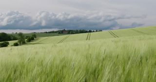 Link to Video | landscape, agriculture, Saarland, spring, rural area, Germany, 4K resolution, 2022, barley, Marpingen, St. Wendel