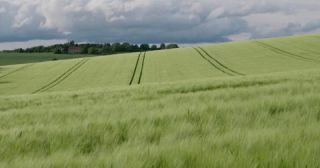 Link to Video | landscape, agriculture, Saarland, spring, rural area, Germany, 4K resolution, 2022, barley, Marpingen, St. Wendel