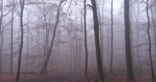 Link to Video | landscape, tree, Saarland, winter, Germany, mist, 4K resolution, mixed forest, forest, aerial shot, 2022, beech forest, St. Wendel