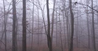 Link to Video | landscape, tree, Saarland, winter, Germany, mist, 4K resolution, mixed forest, forest, aerial shot, 2022, beech forest, St. Wendel