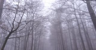 Link to Video | landscape, tree, Saarland, winter, Germany, mist, 4K resolution, mixed forest, forest, aerial shot, 2022, beech forest, St. Wendel