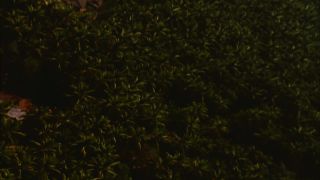 Link to Video