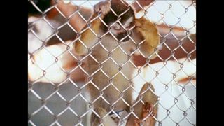 Link to Video | San Francisco, California