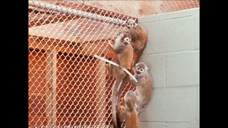 Link zum Video | San Francisco, Kalifornien