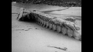 Link zum Video | Schiff, Dampfschiff, Kreuzfahrt, Urlaub, SS Reliance