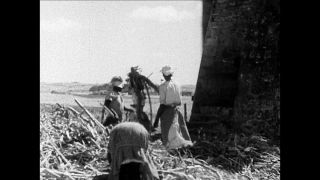 Link to Video | cruise, cruise ship