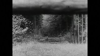 Link to Video | black and white