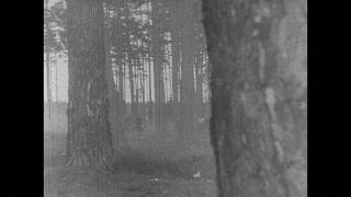 Link to Video | black and white