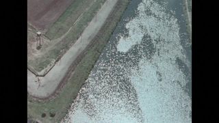 Link to Video