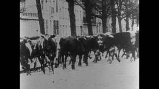 Link to Video | black and white