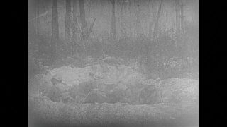 Link to Video | black and white