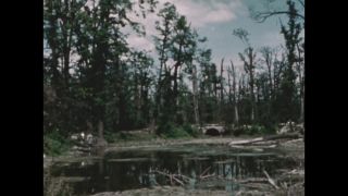 Link to Video