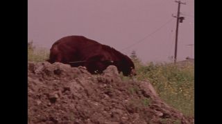 Link to Video | color