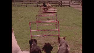 Link to Video | color