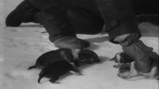 Link to Video | Byrd Antarctic Expedition