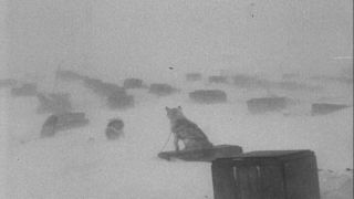 Link to Video | Byrd Antarctic Expedition