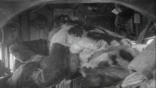 Link to Video | Byrd Antarctic Expedition, aviation pioneer, pioneer
