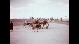 Link to Video