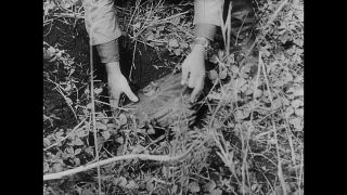 Link to Video | World War II