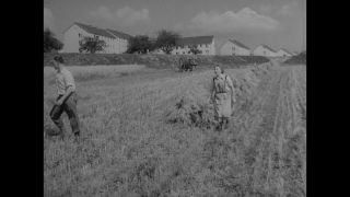 Link to Video | agriculture, History of Germany (1945–1990), summer, Germany, 1954, agricultural worker, harvest, 1950s, wheat production