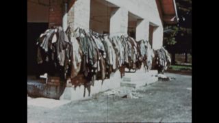 Link to Video | color, antisemitism, Third Reich