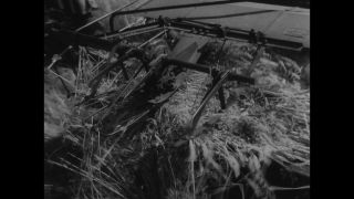 Link to Video | agriculture, History of Germany (1945–1990), summer, Germany, 1954, agricultural worker, harvest, 1950s, wheat production