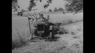 Link to Video | agriculture, History of Germany (1945–1990), summer, Germany, 1954, agricultural worker, harvest, 1950s, wheat production