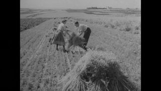 Link to Video | agriculture, History of Germany (1945–1990), summer, Germany, 1954, agricultural worker, harvest, 1950s, wheat production