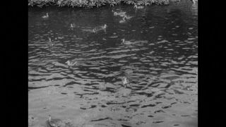 Link to Video | personality