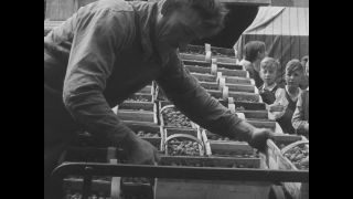 Link to Video | post-war, History of Germany (1945–1990), Germany, 1946, food, food distribution, Berlin, black and white, food product