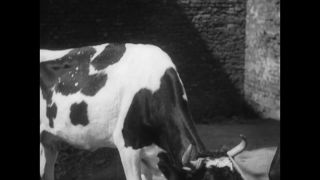 Link to Video | antisemitism, Third Reich